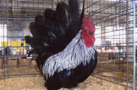 Gray Japanese Bantam Chickens For Sale Cackle Hatchery®