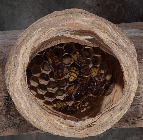 Hornets nests may jst be made out of dirt and mud, but they get heavy. Wasp (European hornet) nest | Flickr - Photo Sharing!