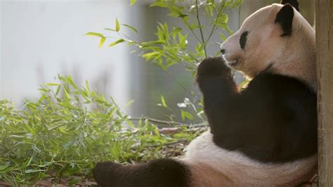 Scotland Says Goodbye To Giant Pandas As They Depart For China After 12