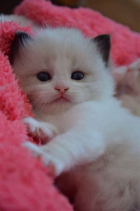 1373 Best Cute Kittens Images On Pinterest Adorable