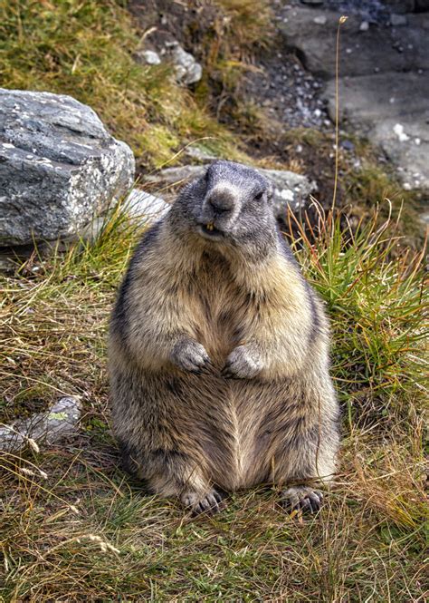 Die fastenzeit dauert dieses jahr vom 17. Heute beginnt die Fastenzeit Foto & Bild | world, natur ...