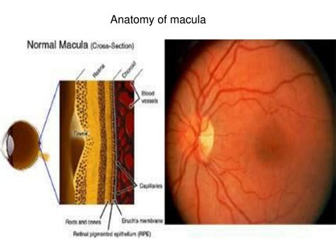 Ppt Macula Defined By Anatomists As The Macula Lutea Or Yellow Spot