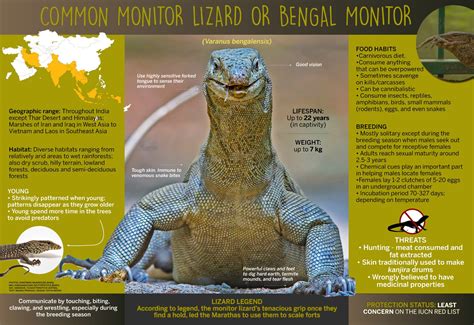 Common Monitor Lizard Facts Diet Habitat
