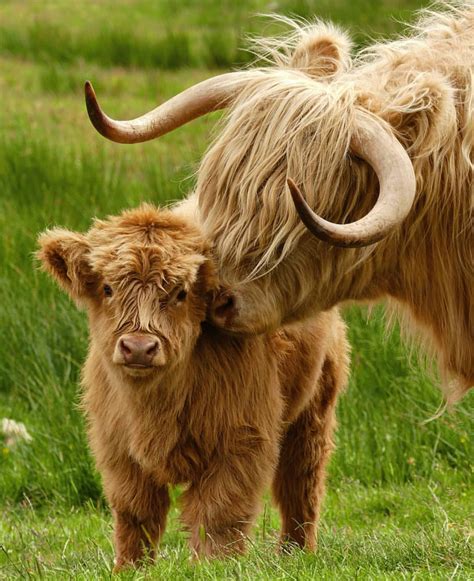 Highland Coos Scotland Cute Baby Cow Fluffy Cows