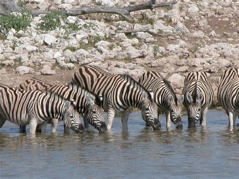 A Group Of Zebras Drinking Water From A River
