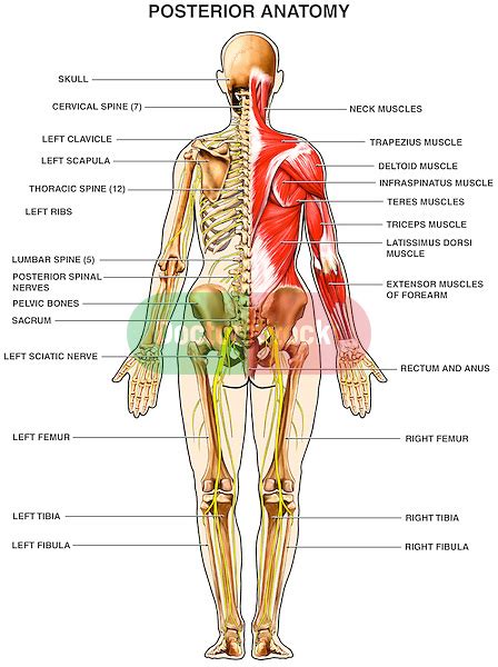 Upper body anatomy artwork stock photo 55418947 alamy. Human Anatomy - Muscles of the Back | Doctor Stock