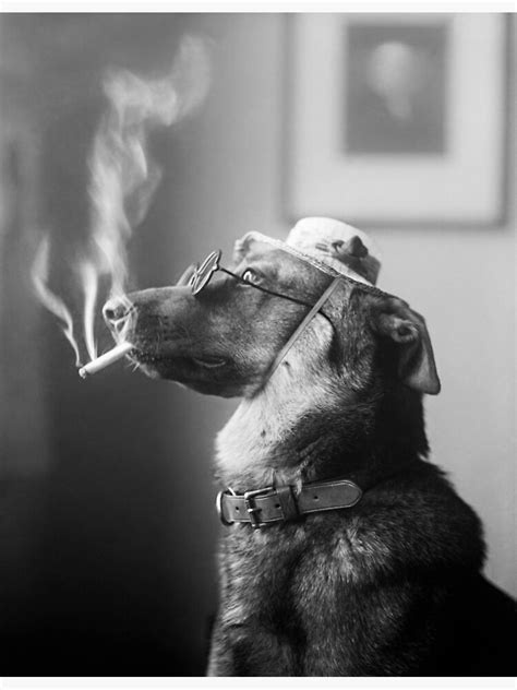 Classy Dog Smoking A Cigarette Photographic Print For Sale By
