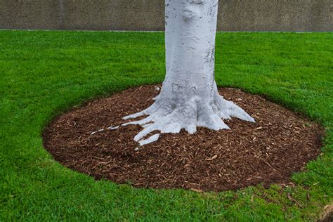 How To Mulch Around Trees And Shrubs In 5 Easy Steps