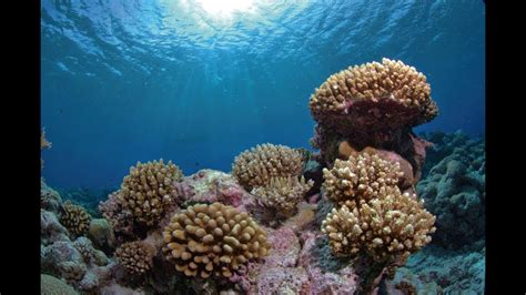 British Indian Ocean Territory Underwater Youtube