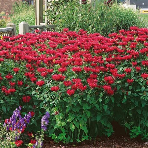 Scarlet Bee Balm Monarda Didyma Packet Of 12 Seeds With Free Etsy