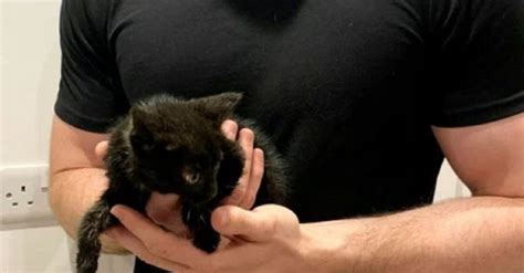 Kitten Makes 70 Km Journey Under Hood Of Car Kitten Survives Nearly 70 Km Long Car Trip Under