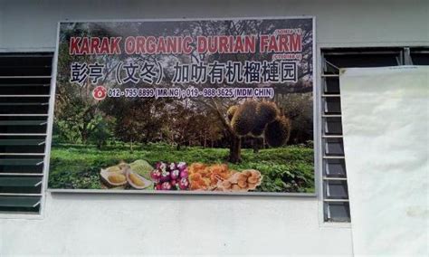 Karak organic durian farm darbojas lentes, orķestri un kori aktivitātēs. Karak Organic Durian Farm - 2020 All You Need to Know ...