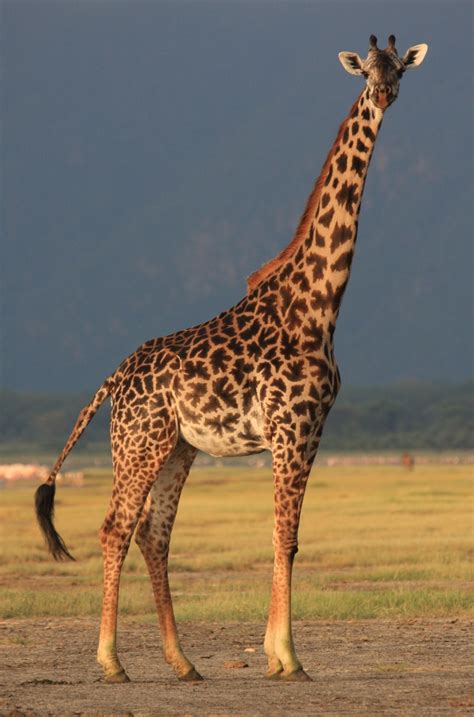 Giraffe Animal Planets The Most Extreme Wiki Fandom