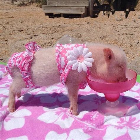 Funny Pink Pig Of The Day Cute Baby Pigs Cute Piglets