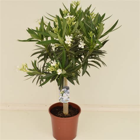 Nerium Oleander Heboplant
