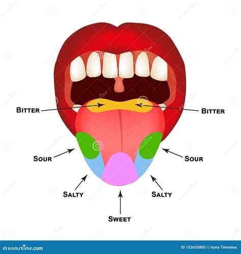 Tongue Sweet Salty Sour Bitter Umami Taste Vector Illustration