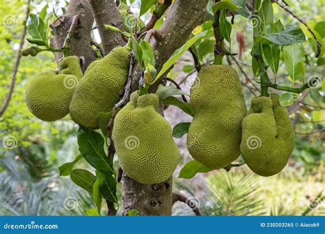 Jackfruit Tree Full Of Ripe Bumpy Large Fruit Tropical Tree Growing