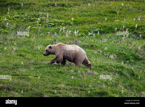 Grizzly Bear Habitat High Resolution Stock Photography And Images Alamy