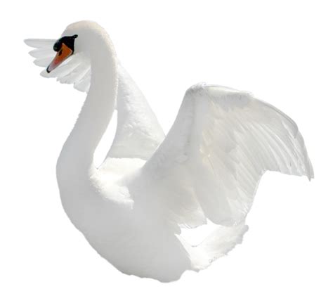 Swan Png