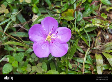 Bovitiya Flower Sinharaja Forest Reserve Sri Lanka Stock Photo Alamy