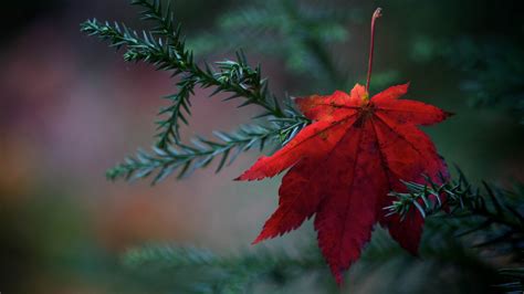Red Fallen Leaf Autumn Nature Wallpapers 1920x1080 Download