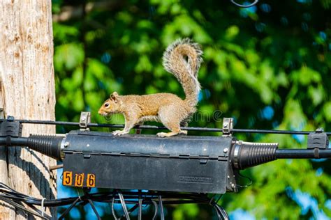 Squirrel Sitting On A Transformer On A Power Line Stock Photo Image
