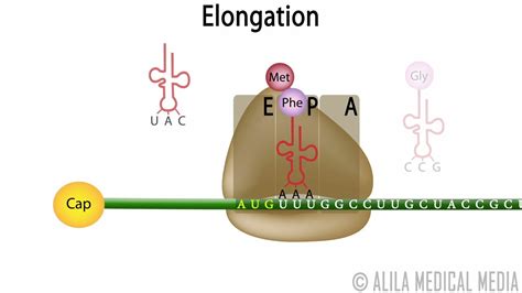 Eukaryotic Translation (Protein Synthesis), Animation. - YouTube