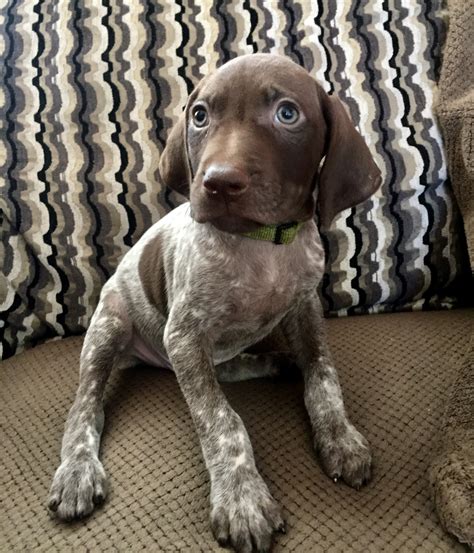 German Shorthaired Pointer Puppies For Sale | Moreno Valley, CA #302915