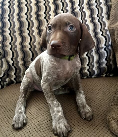 Take a peek at some of our current most popular breeds and channel a little inspiration for your own pooch. German Shorthaired Pointer Puppies For Sale California