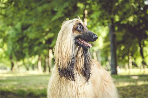 Afghan Hound Dog Breed Characteristics And Care