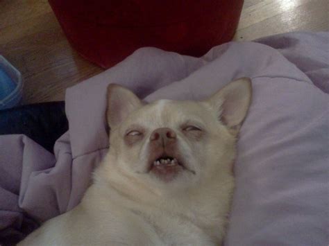 20 Pictures Of Dogs Just Waking Up