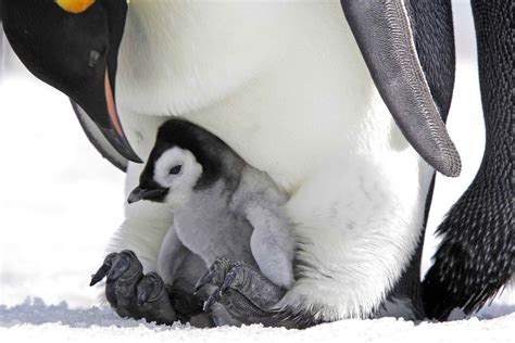 Penguin Facts Habitat Behavior Diet