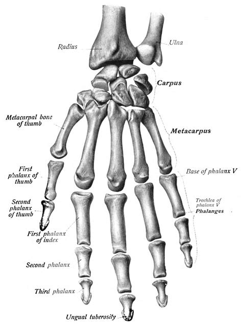 Human Hand Bones Bing Images Human Anatomy Drawing Hand Bone
