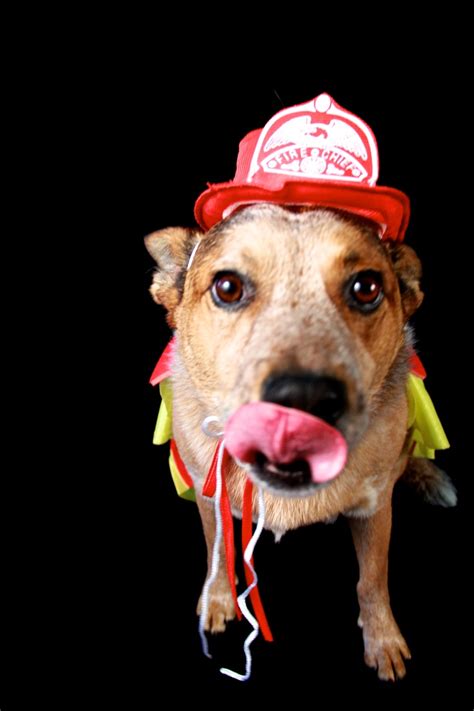 57 Best Fire Dogs Images On Pinterest Fire Department