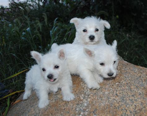 West Highland White Terrier Puppies For Sale Beaverton Or 292809