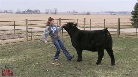 Beef Cattle Showmanship Tips From Nasco And Cd Show Cattle Youtube
