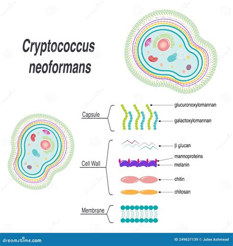 Cryptococcus Neoformans Membrane Cell Wall And Capsule Diagram Stock