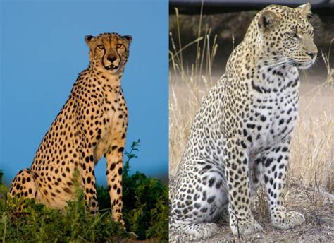 Cheetah Vs Leopard Whats The Difference Animals Cheetah Animal