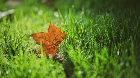 Wallpaper Id 16069 Leaf Autumn Maple Grass Blur 4k Free Download