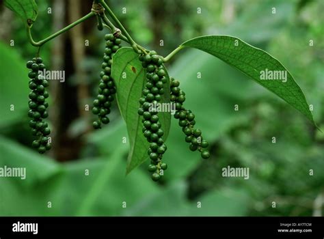 Agriculcher Hi Res Stock Photography And Images Alamy