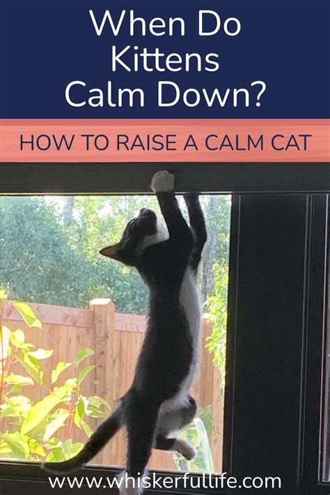 When Do Kittens Calm Down How To Calm Them Whiskerful Life