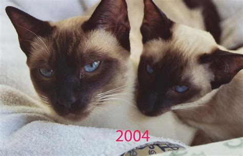 Comparison Of Traditional Apple Head And Todays Pointy Face Siamese