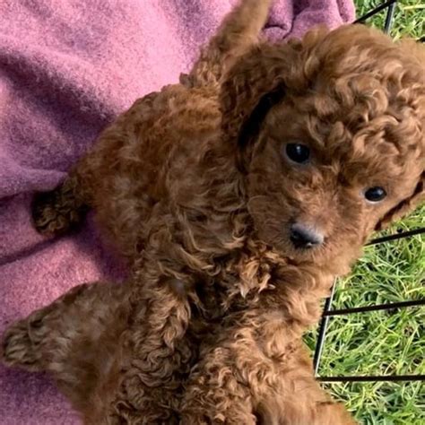 Poodle Miniature Puppy Available 2 Months Old In Melbourne Vic 3000