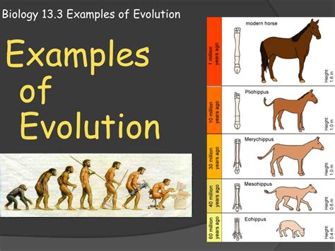 Animal Evolution Examples