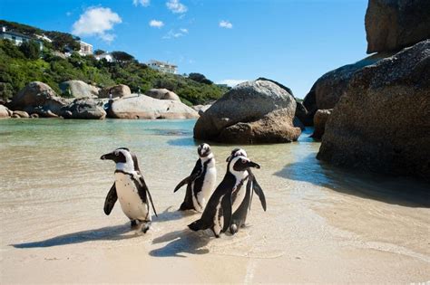 15 Best South Africa Tours Updated 2023 The Crazy Tourist