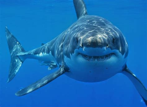 Great White Shark Fun Animals Wiki Videos Pictures