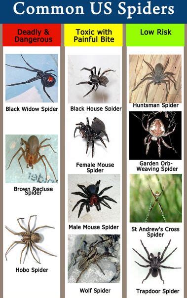 11 Best Images About Spider Bite On Pinterest Spider Bites Spiders