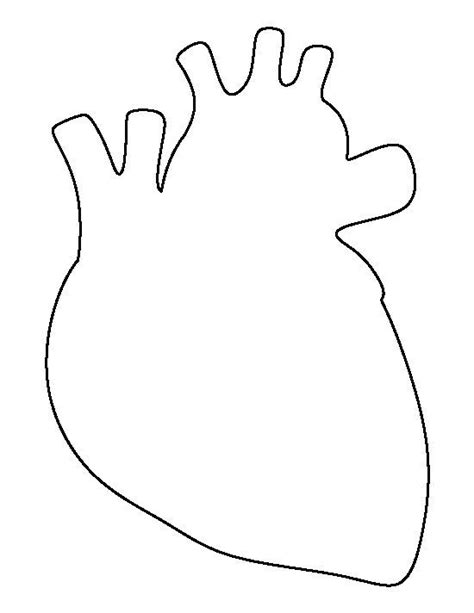 Image Result For Anatomical Heart Cutout Human Heart Art Human Heart