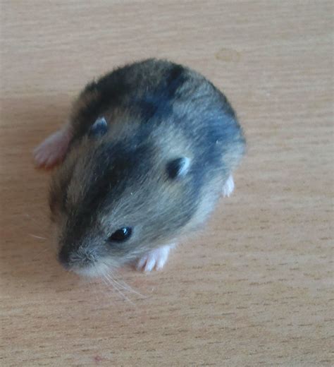 E Midlands Winter White Russian Dwarf Hamsters Reptile