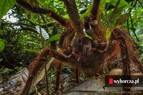 Polski naukowiec Piotr Naskręcki spotkał w dżungli największego pająka
